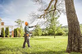 Best Commercial Tree Services  in Dillon, MT